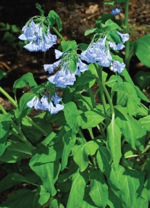 A mature plant of Virginia bluebells with soft blue flowers that contrast nicely with other spring garden colors.
