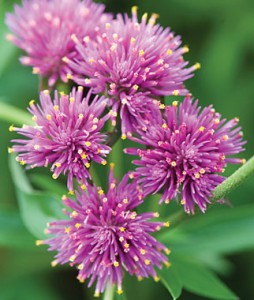 Gomphrena 'Fireworks'