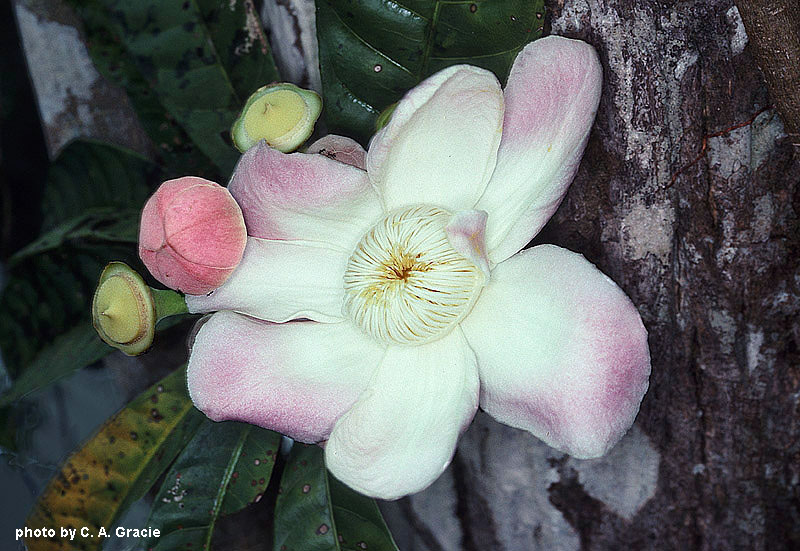 Bud, flower, and young fruits of Gustavia augusta L., a species named by Linnaeus in 1775.