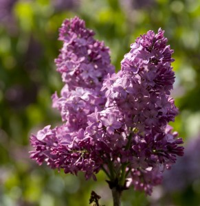 Lilacs