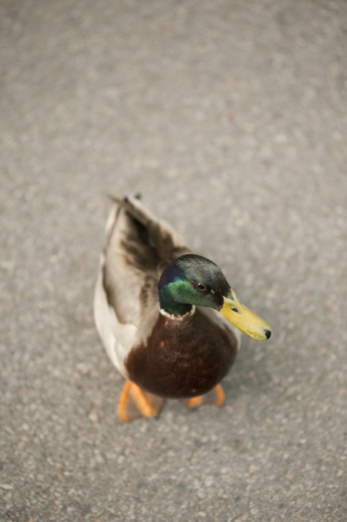 Duck