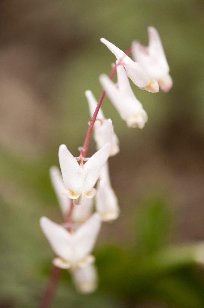 Dutchman's Breeches