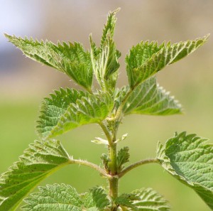 Nettle