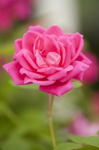 Rosa Pink Double Knock Out 03