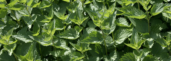 Stinging nettle