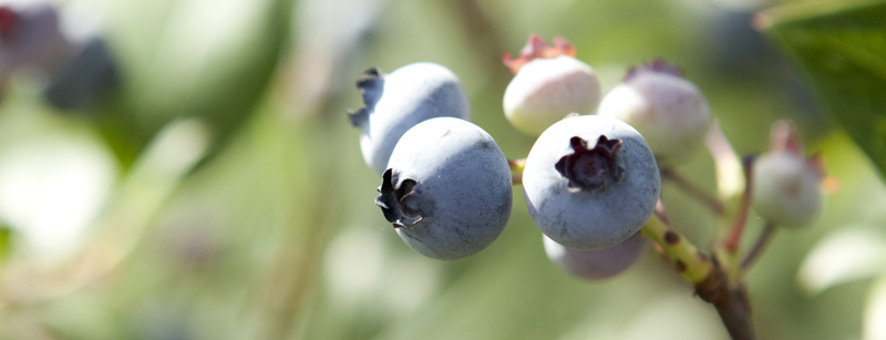 Highbush blueberry (Vaccinium corymbosum)