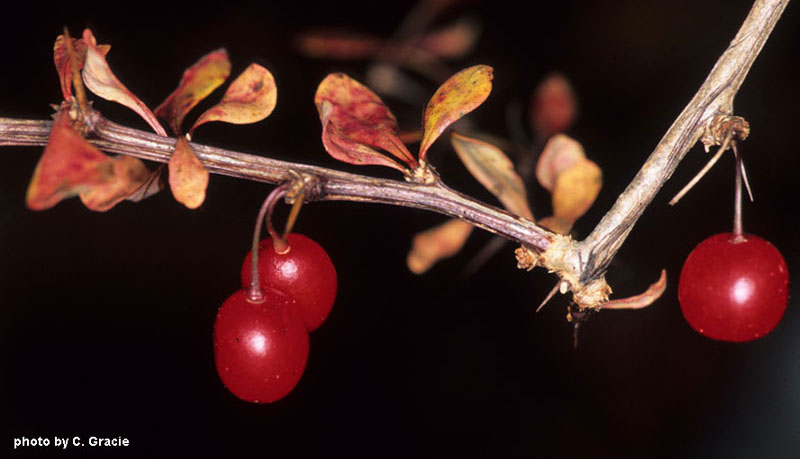 Barberry fruit