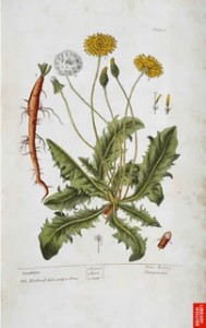 Blackwell's Dandelion