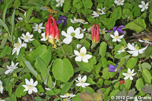 A lovely mixture of spring wildflowers including columbine, rue anemone, and violets.