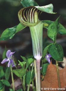 An inflorescence of Jack-in-the-pulpit showing the long spadix appendage protruding from the striped spathe.