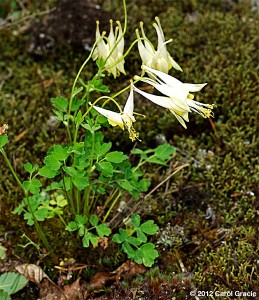 As with many of our wildflowers, an occasional mutation causes the flowers to lose their red color and appear white.