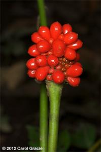 In fall the ovaries ripen into bright red berries.