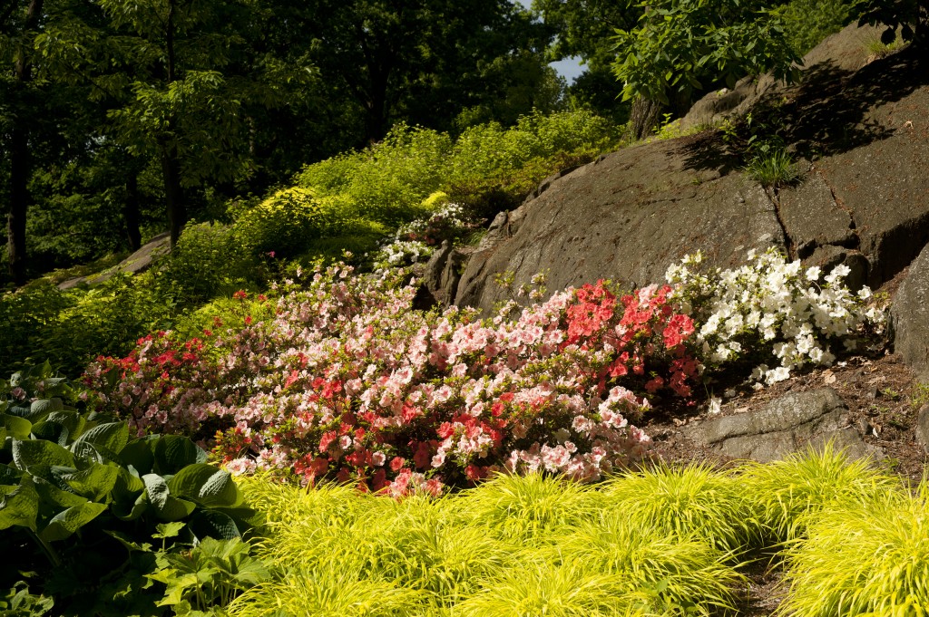 Azalea Garden