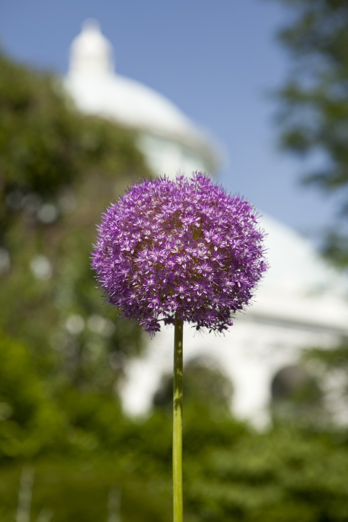 Allium