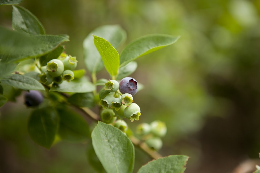 Berries