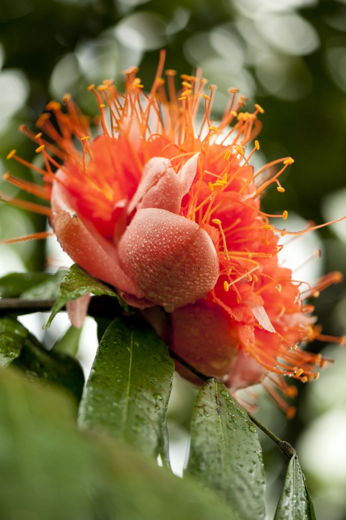 Brownea macrophylla