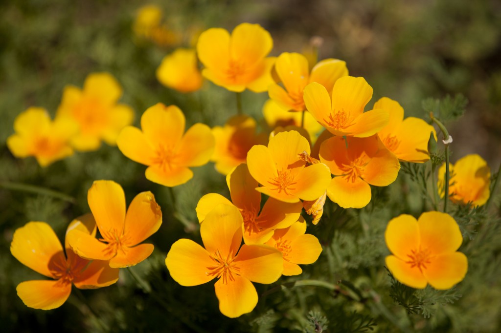 Eschscholzia californica