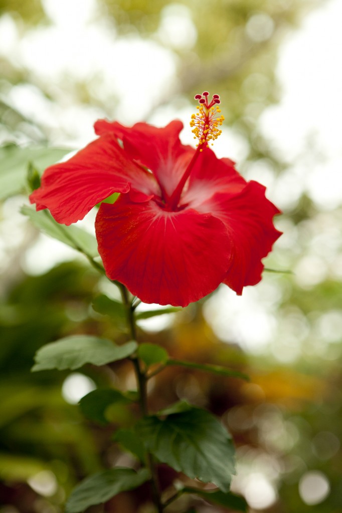 Hibiscus