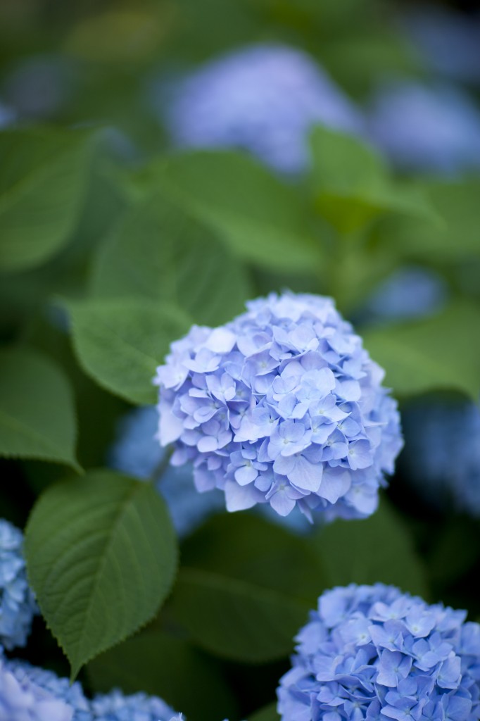 Hydrangea macrophylla 'Endless Summer'