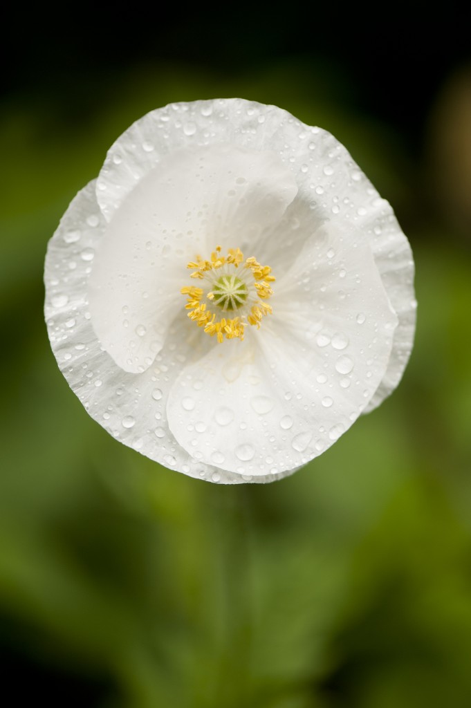 Papaver rhoeas 'Bridal Silk'