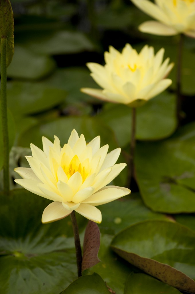 Waterlilies a-bloomin'