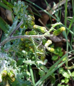 Senecio vulgaris