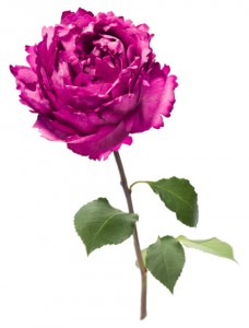 Piaget rose