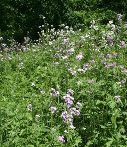 A population of dame's rocket with individuals of both lavender and white flowers.