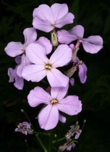 Hesperis matronalis