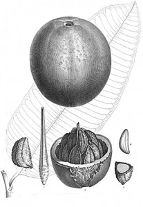 The original drawing included in the description of Bertholletia excelsaM..