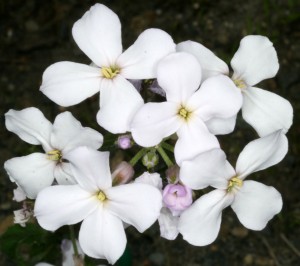 Hesperis matronalis