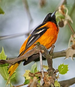 Baltimore Oriole