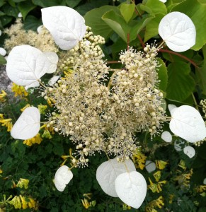 Schizophragma hydrangeoides 'Moonlight'