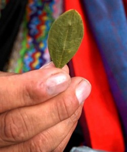 Coca leaf in Bolivia