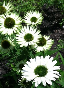 Echinacea 'Pow Wow White'