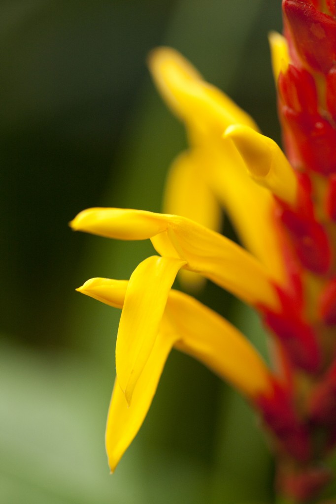 Aphelandra sp.