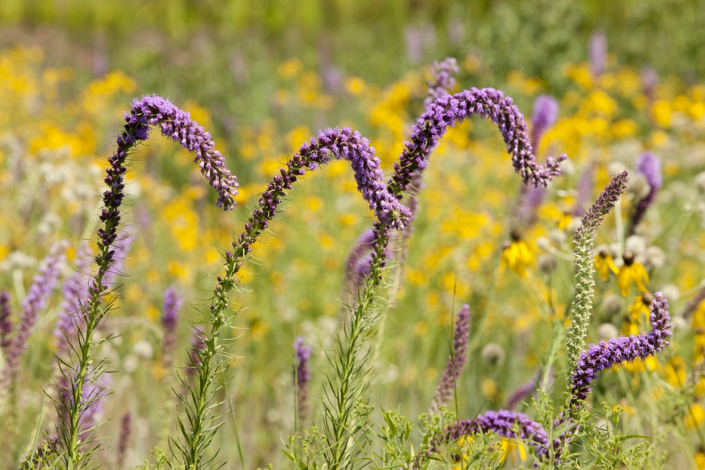 Native Plant Garden