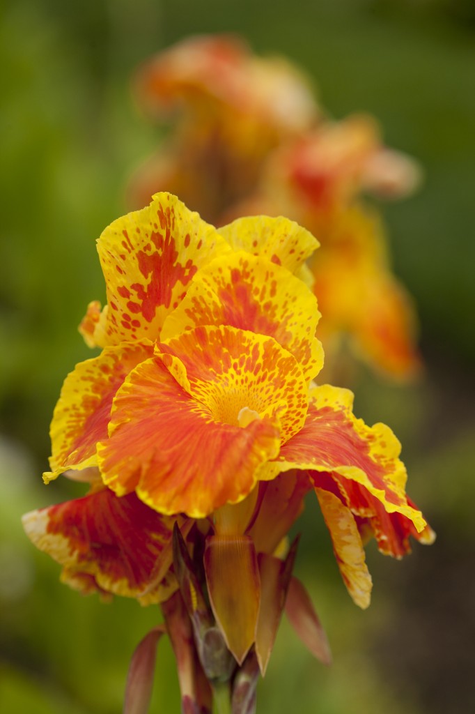 Canna 'Florence Vaughan'