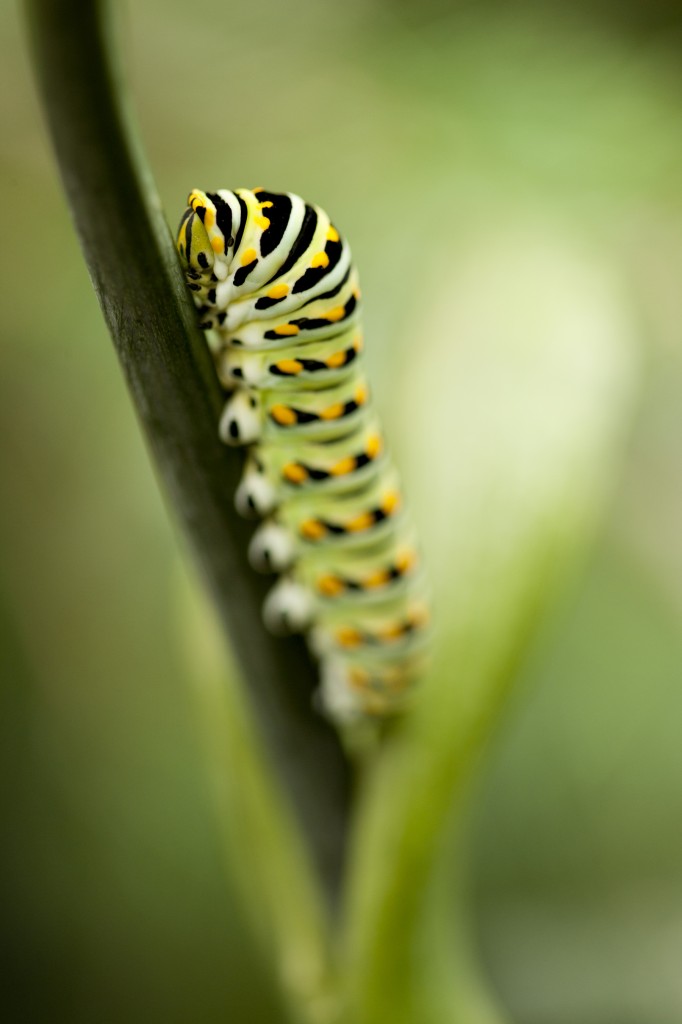 Caterpillar