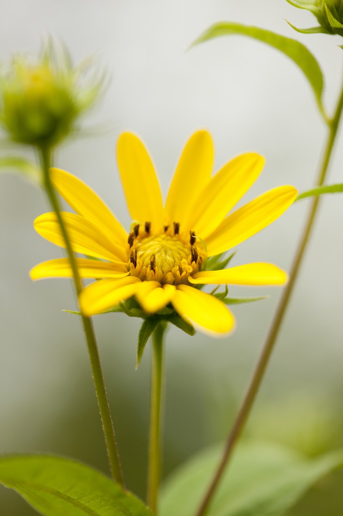 Helianthus divaricatus