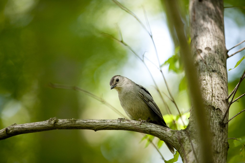 Say Hello to Birdy