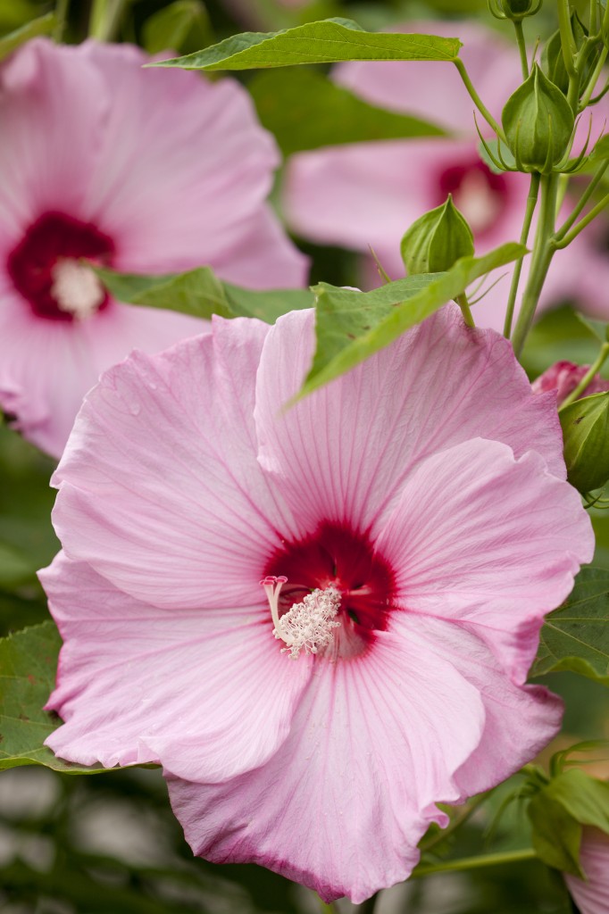 Hibiscus 'Fantasia'