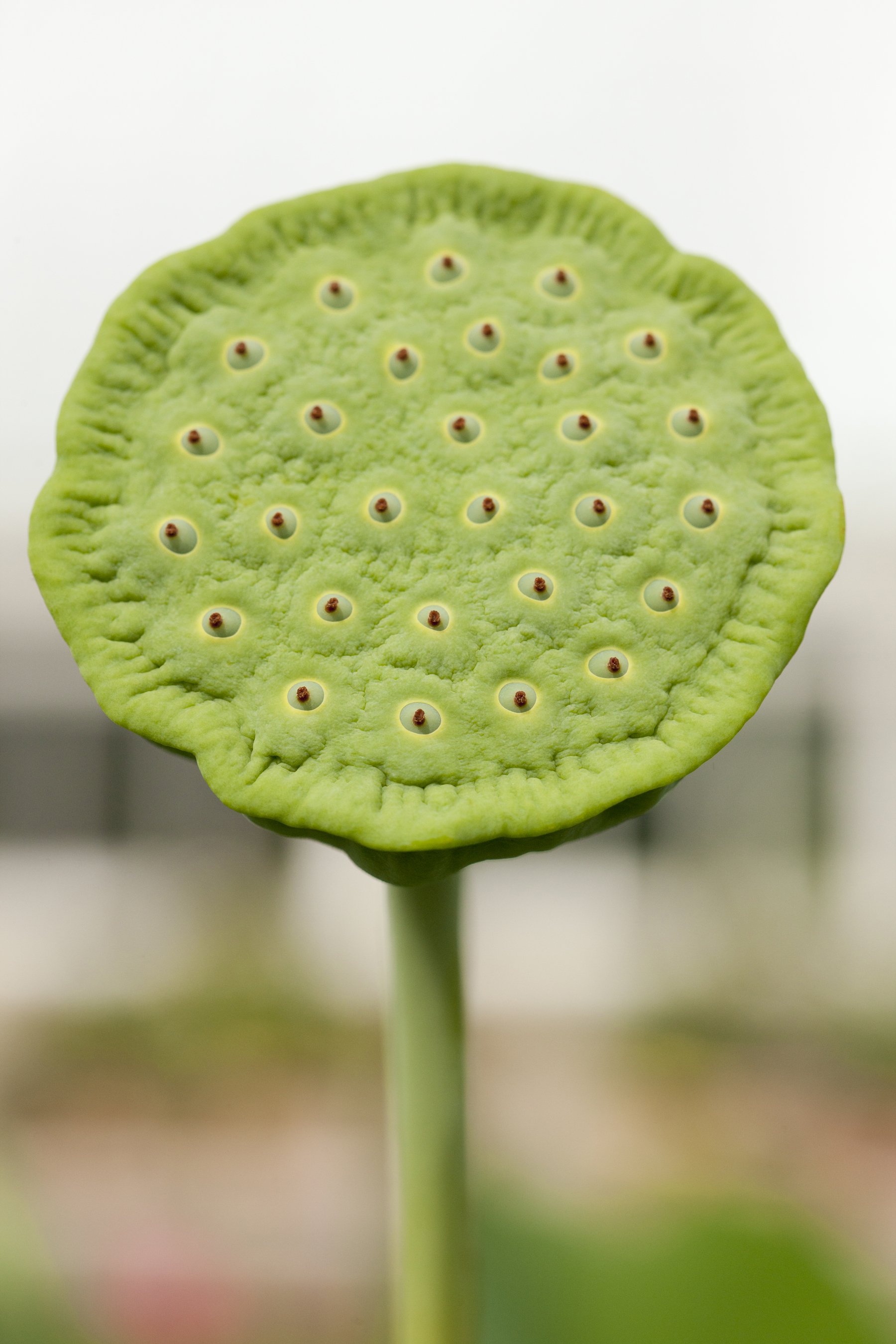 lotus pods trypophobia