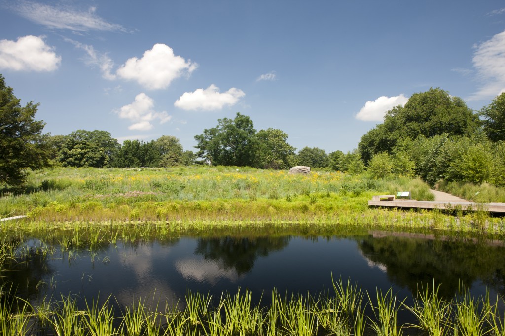 Native Plant Garden