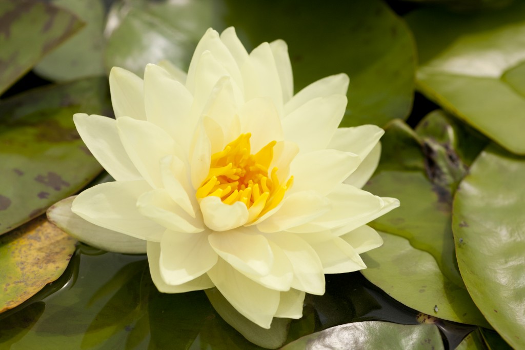 Nymphaea 'Lemon Chiffon'