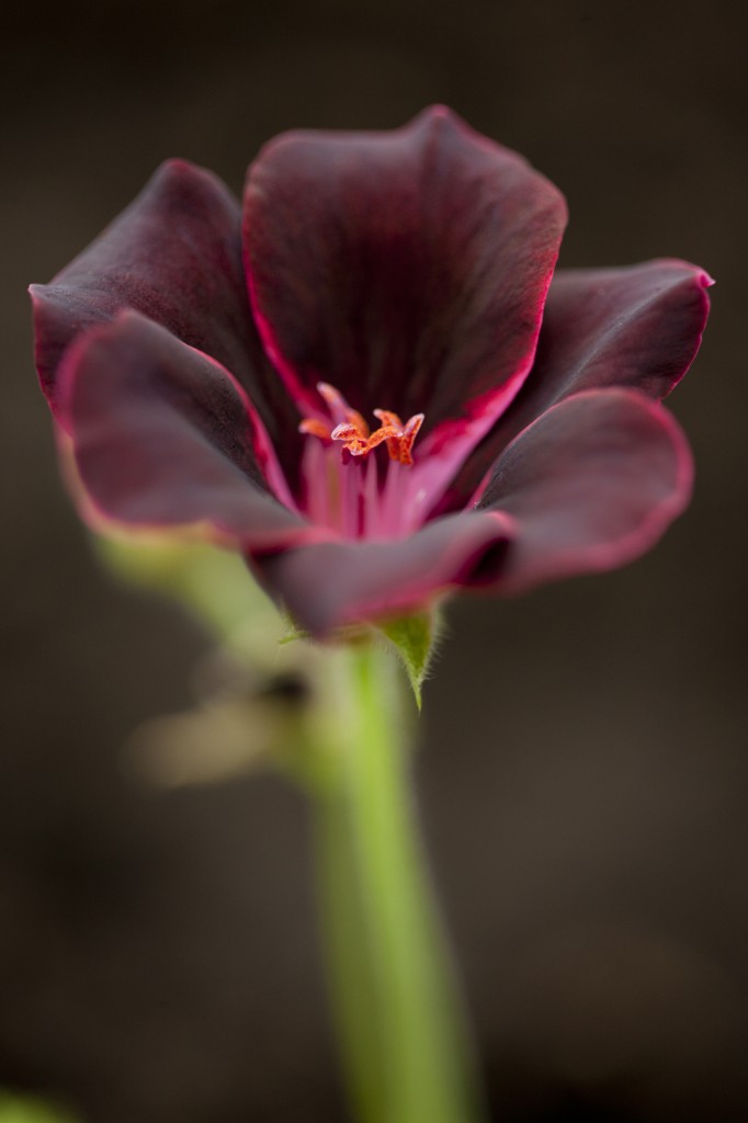 Pelargonium 'Lord Bute'