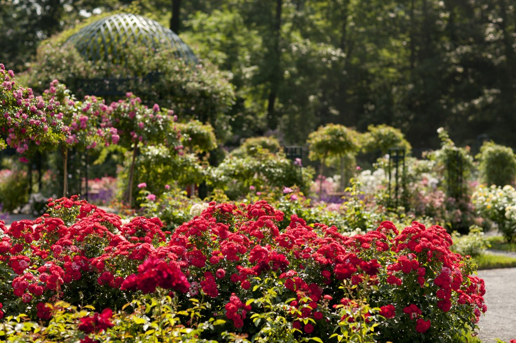 Peggy Rockefeller Rose Garden