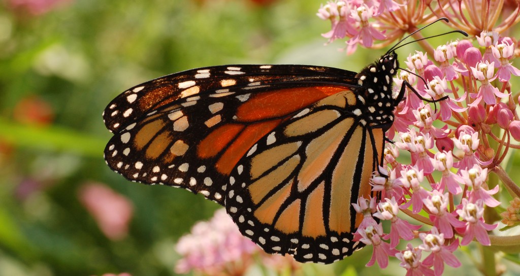 monarch butterflies on milkweed