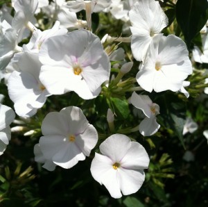 Phlox 'Miss Lingard'