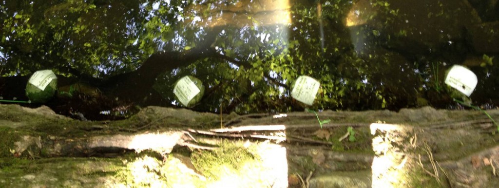 Set of leaf packs suspended in the Bronx River